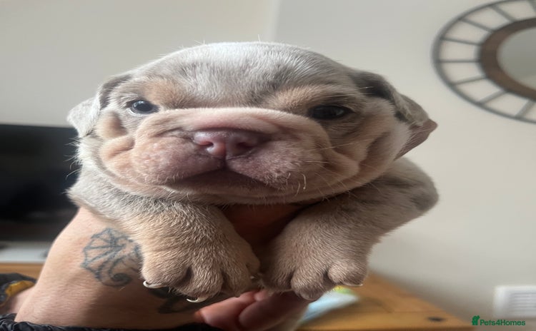 English Bulldog dogs - Advert 5