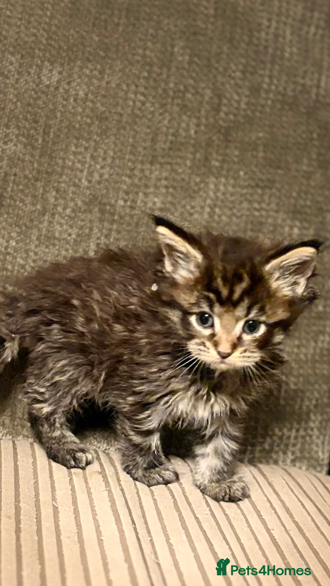 Maine Coon cats for sale: Pedigree Maine coons - Advert 2