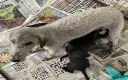Mixed Breed dogs for sale: F1 Beddy  whippet out of KC health tested parents - Image 8