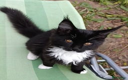 Maine Coon cats for sale: Maine-Coon kittens  - Image 33