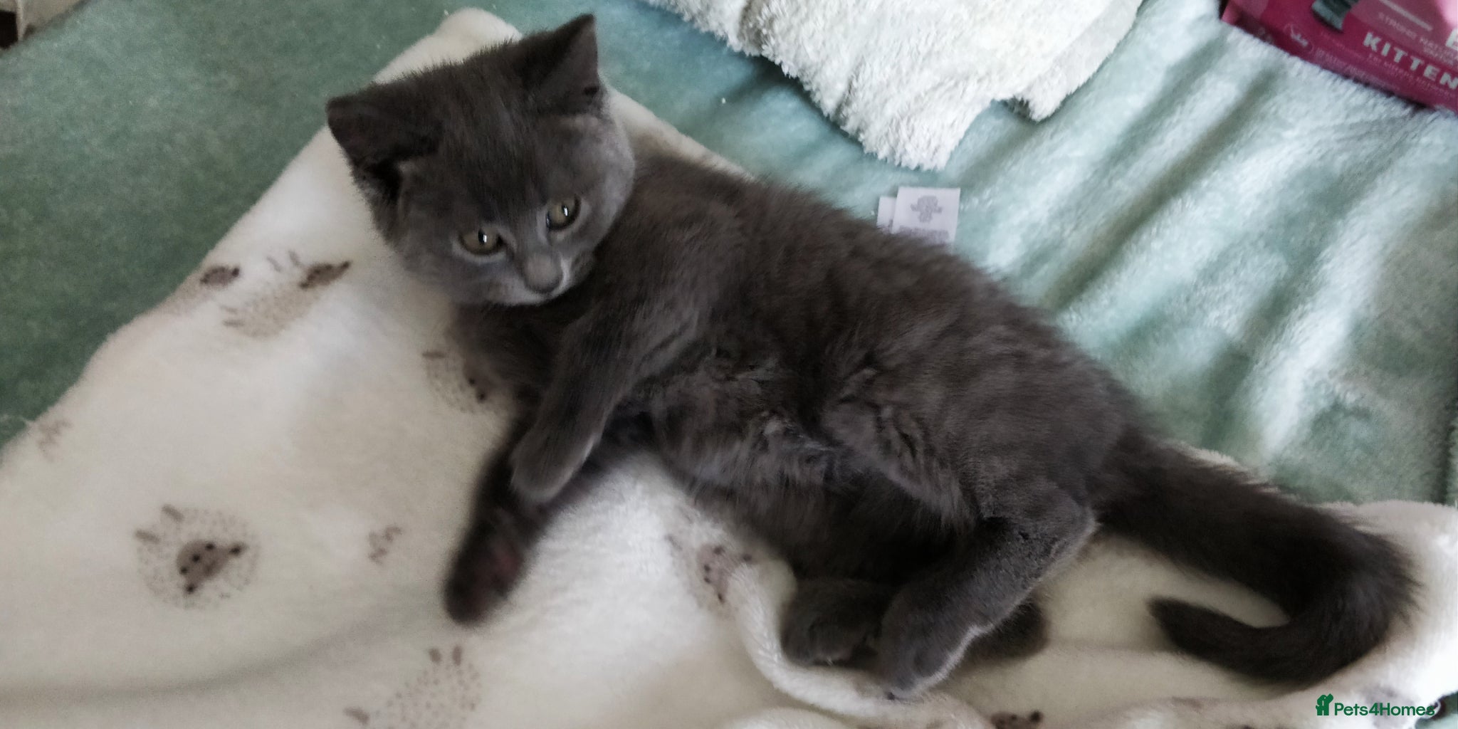 Russian Blue cats Absolutely gorgeous 8 week old Russian Blue  - Advert 6