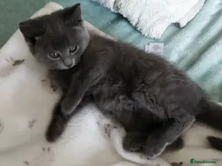 Russian Blue cats Absolutely gorgeous 8 week old Russian Blue - Advert 6