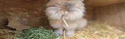 Lionhead rabbits for sale: Purebred double-maned friendly young lionhead boy - Advert 1