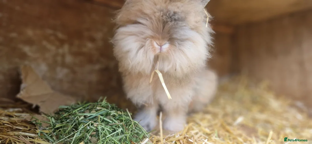 Lionhead rabbits for sale: Purebred double-maned friendly young lionhead boy - Advert 1