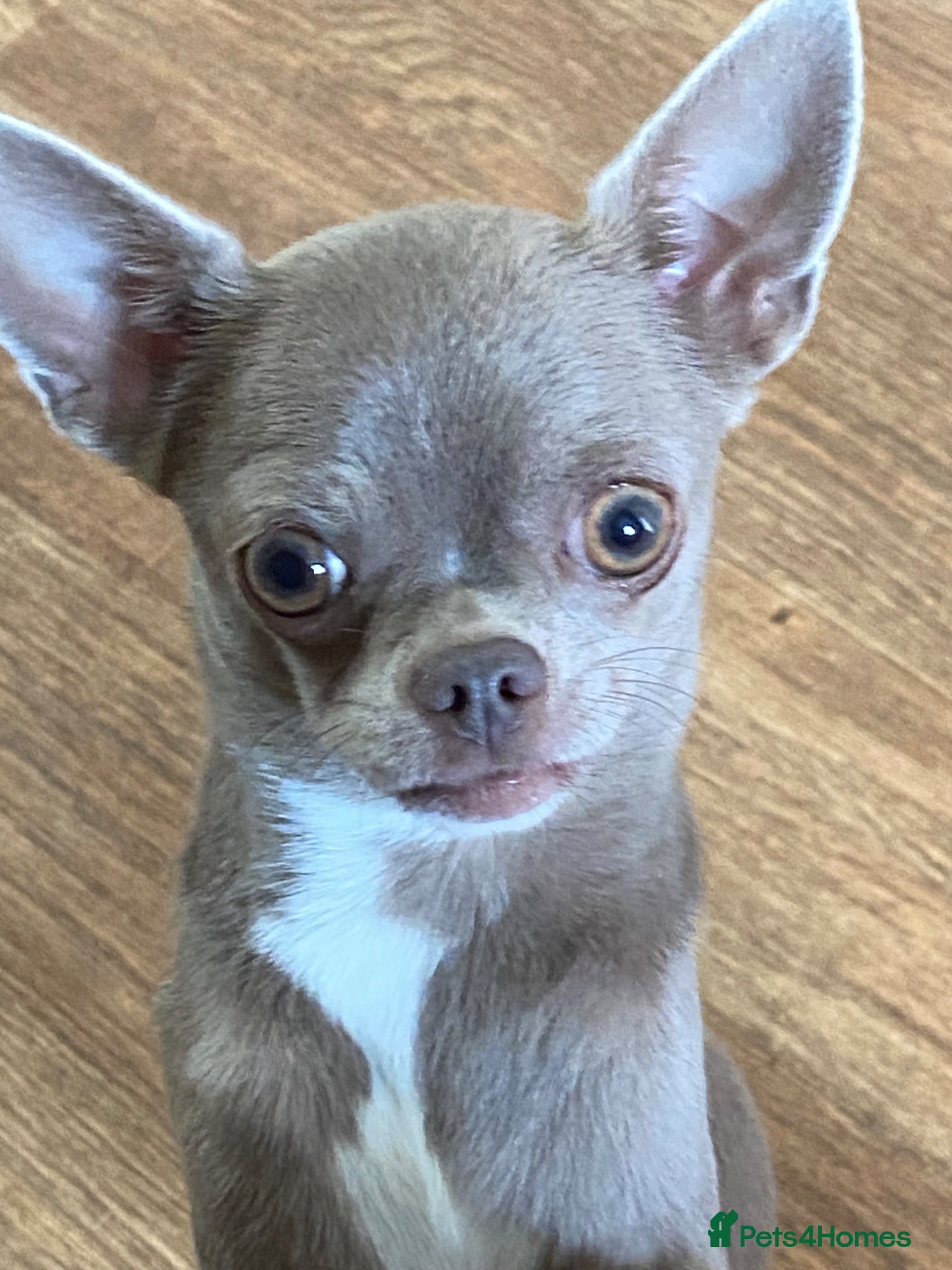 Chihuahua dogs Chihuahua puppies ready now - Advert 1