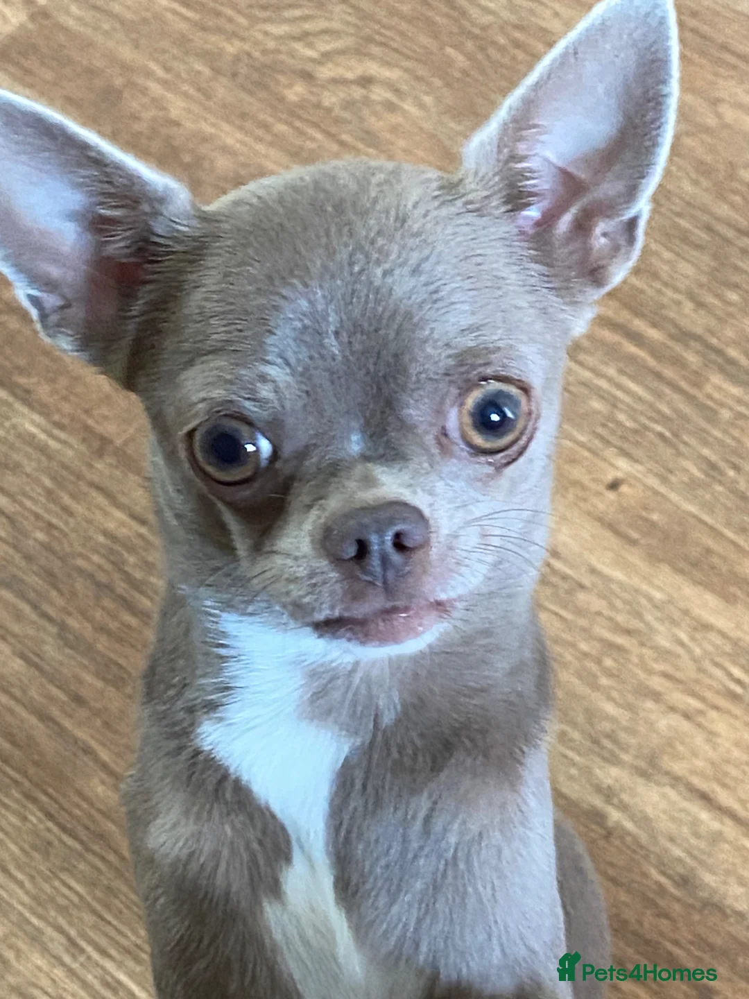 Chihuahua dogs for sale: Chihuahua puppies ready now - Advert 1