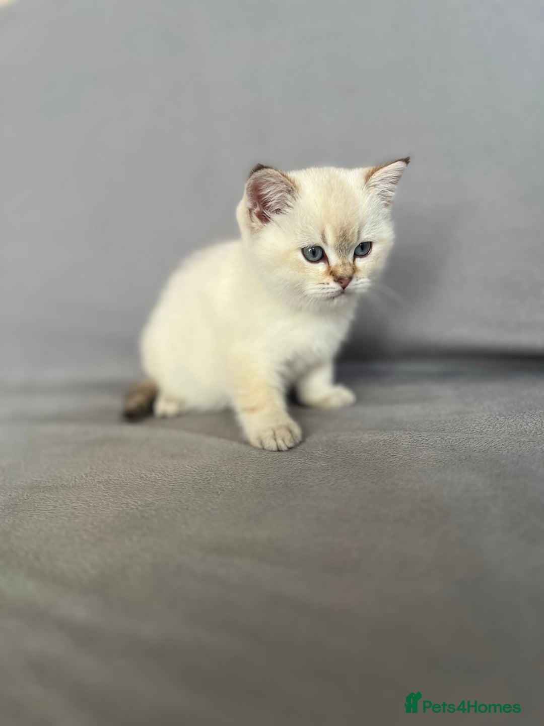 British Shorthair cats for sale: 🐾 Purebred BSH Kittens 🐾 - Advert 7