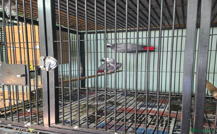 Parrots birds - Advert 4