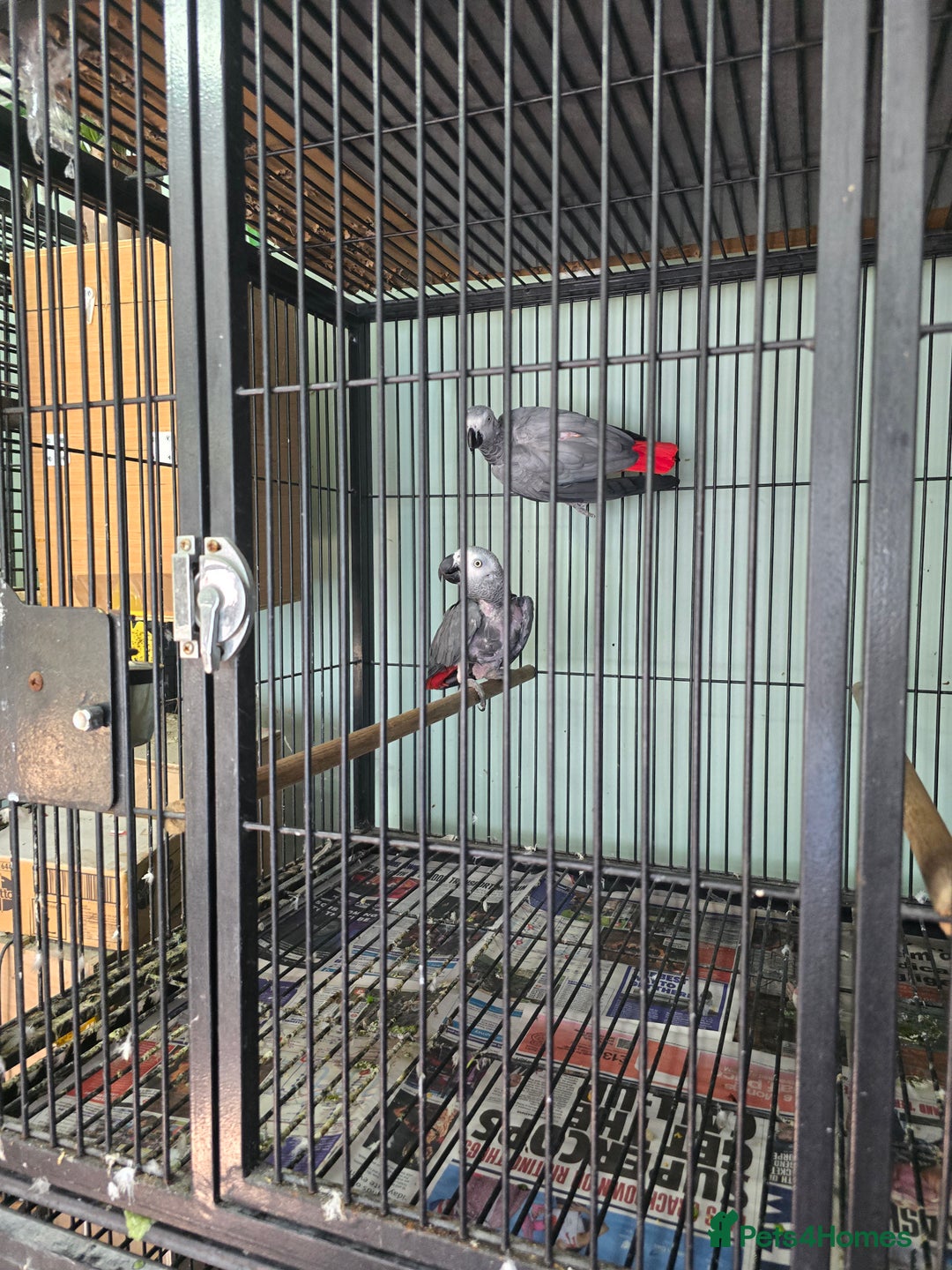 Parrots birds for sale: Proven pair of african grey  - Image 1