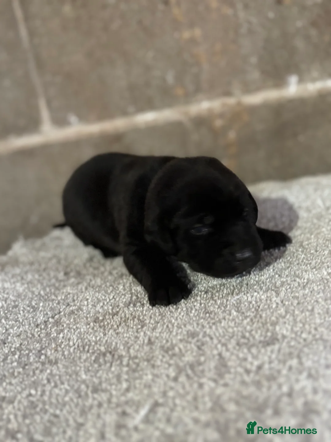 Labrador Retriever dogs for sale: Very chunky black Labrador puppies  in Wakefield - Advert 6