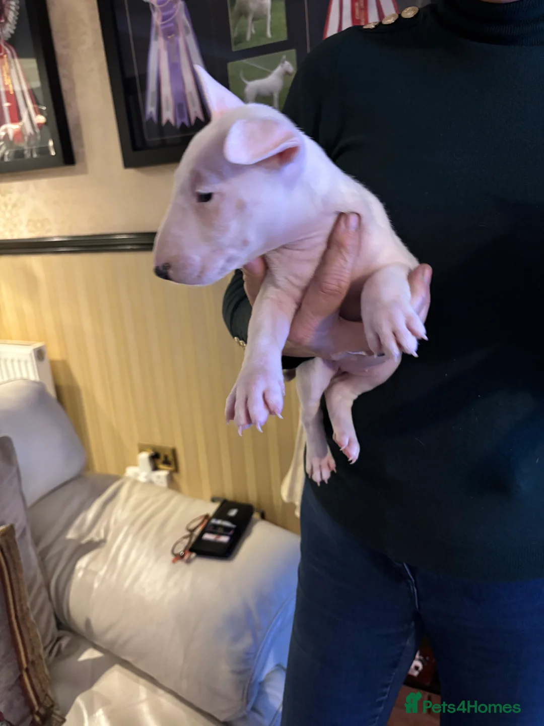 Bull Terrier dogs for sale: 🇬🇧🇬🇧BULLYVIEW BULL TERRIERS🇬🇧🇬🇧 - Advert 5