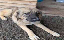 Mixed Breed dogs for adoption: Meet Iona – The Sweet, Shy Sister - Image 6