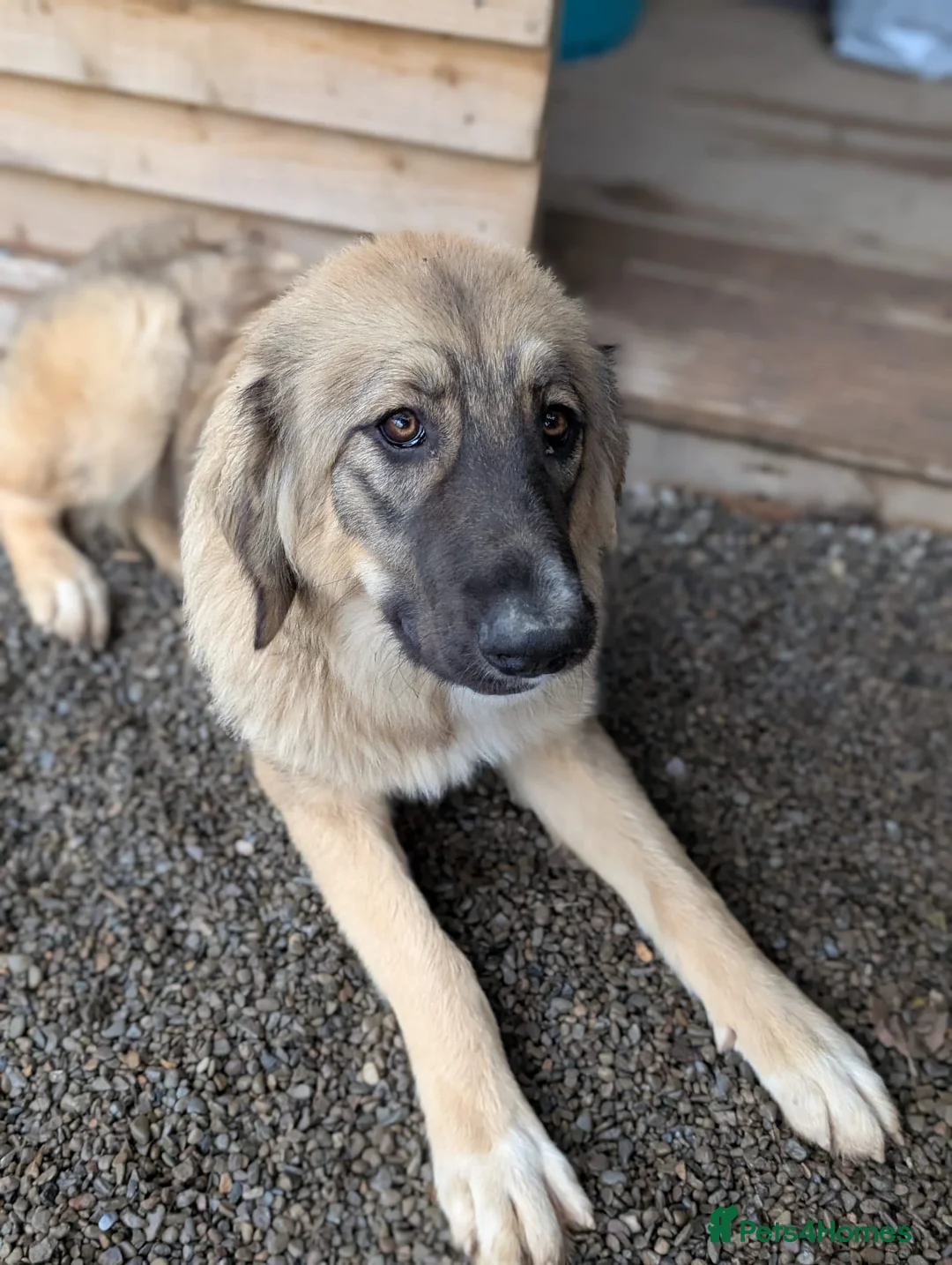 Mixed Breed dogs for adoption: Meet Iona – The Sweet, Shy Sister - Advert 6