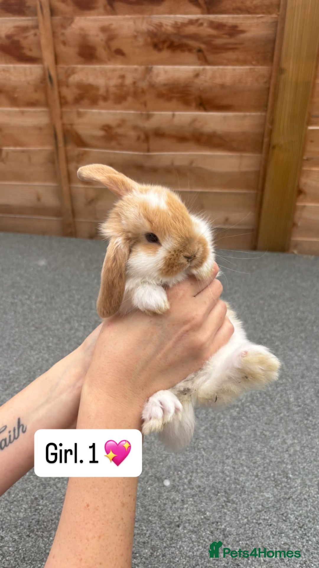 French Lop rabbits French Lops Buns  - Advert 4