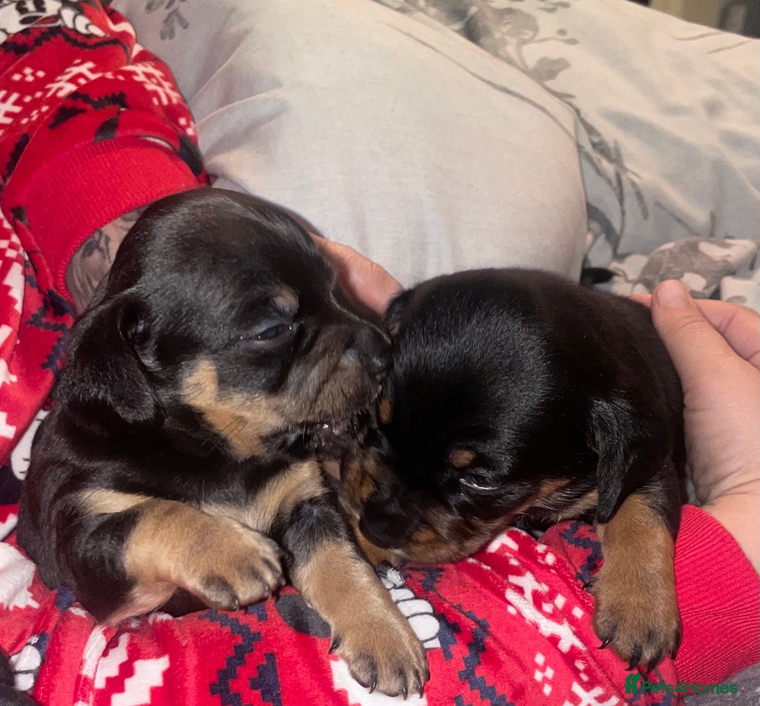 Mixed Breed dogs for sale: Dameranian Puppies  - Advert 3
