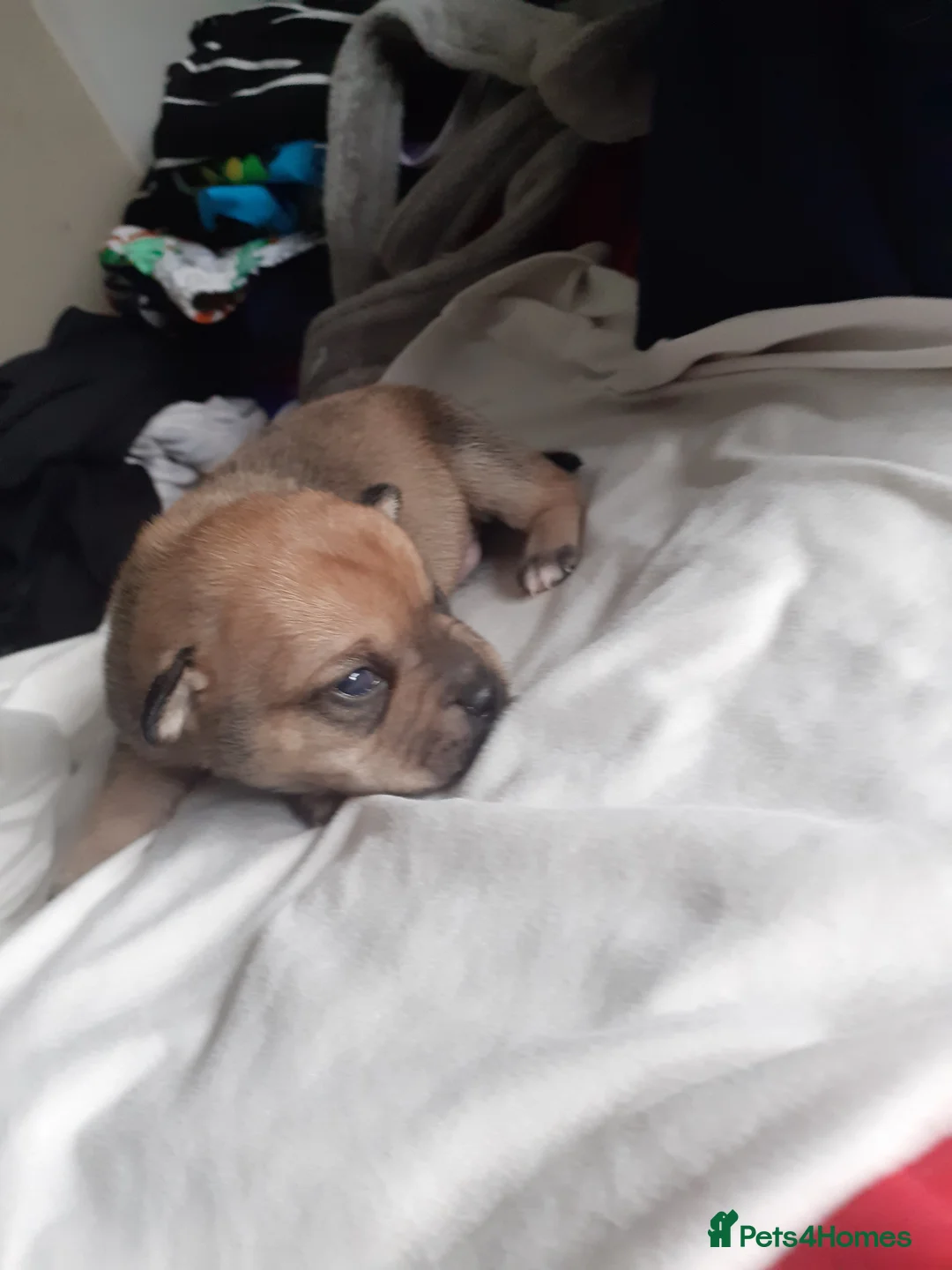 Mixed Breed dogs for sale: Pikenesse Cross jack Russell  - Advert 7