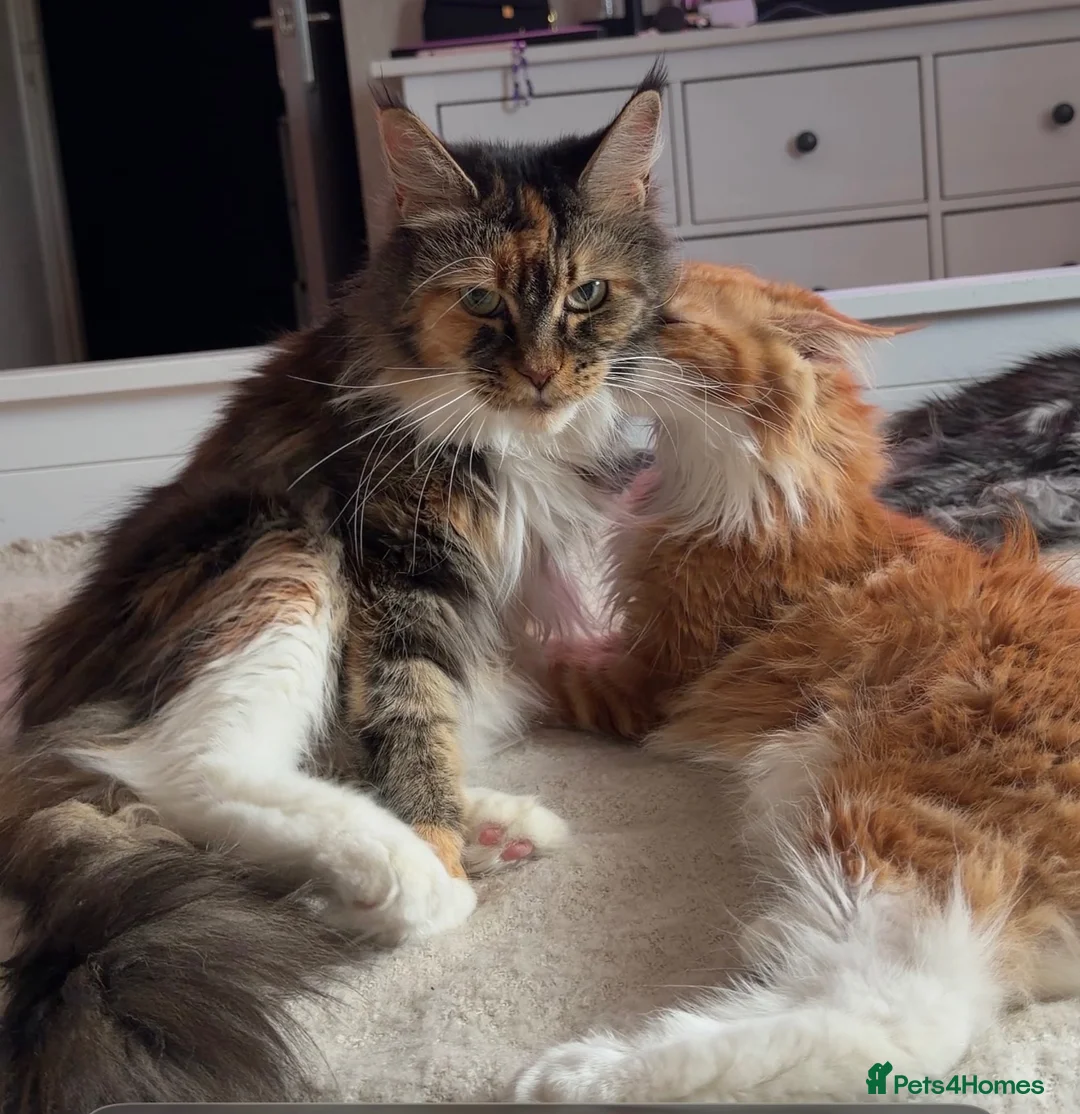 Maine Coon cats for sale: BEAUTIFUL BOY MAINE COON AVAILABLE  - Advert 2