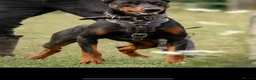 Mixed Breed dogs for sale: Working Dobermann cross  in Ramsgate - Advert 12
