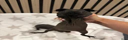 Guinea Pig rodents for sale: 2 Beautiful Skinny pig females 🐹 - Advert 7