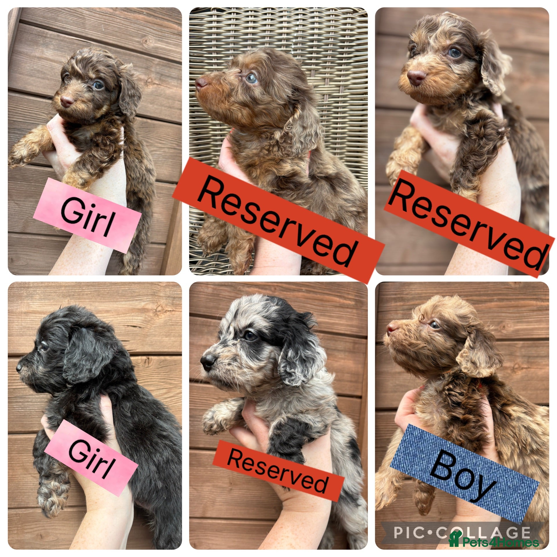 Cockapoo dogs Beautiful F1 Cockapoo Puppies 🧡 - Advert 1