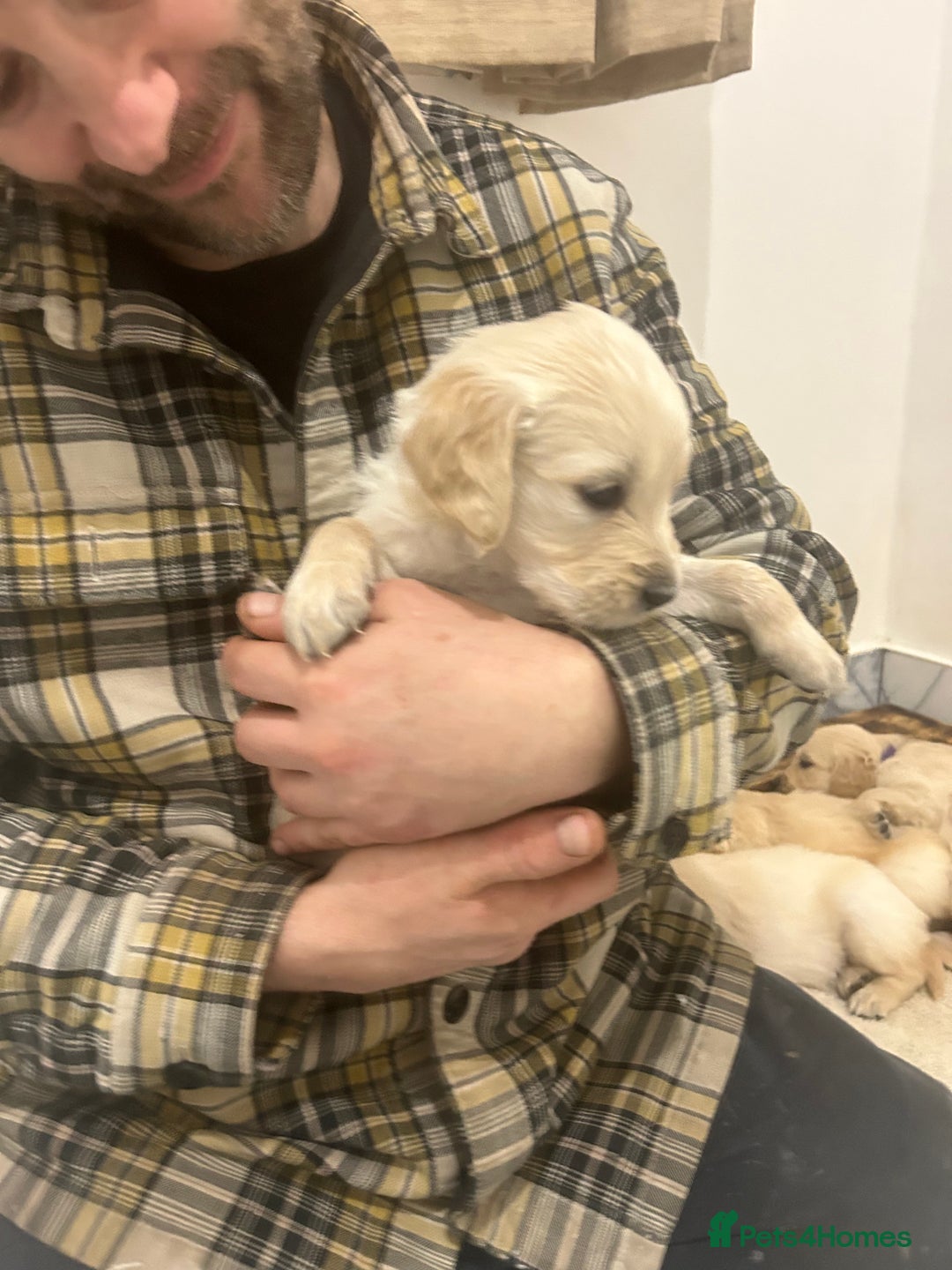 Golden Retriever dogs for sale: Pure breed, show line, ready 23/12/25  - Advert 19