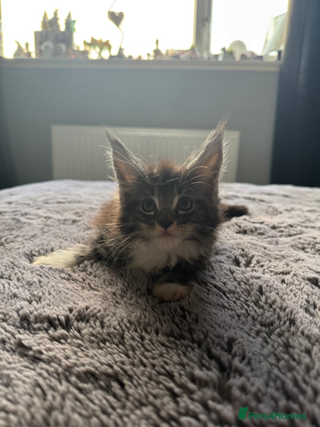 Maine Coon cats for sale: Maine Coon kittens Available!!!! - Image 9