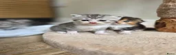 Scottish Fold cats for sale: Beautiful Tica Registered Babies - Advert 9