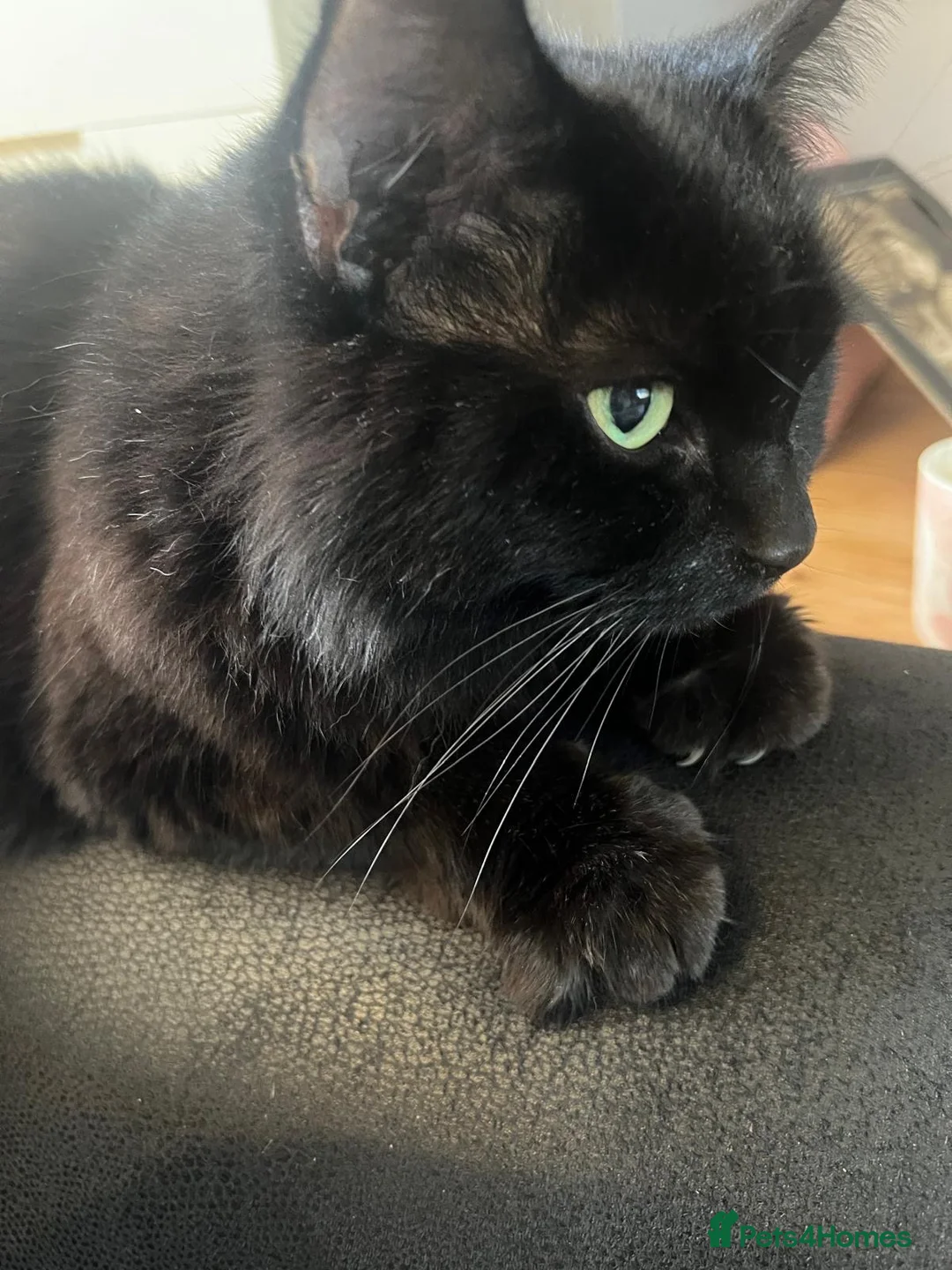 British Longhair cats for sale: Cat for Rehome - Advert 2