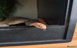 Corn Snake reptiles for sale: Adult corn snake with full set up - Image 5