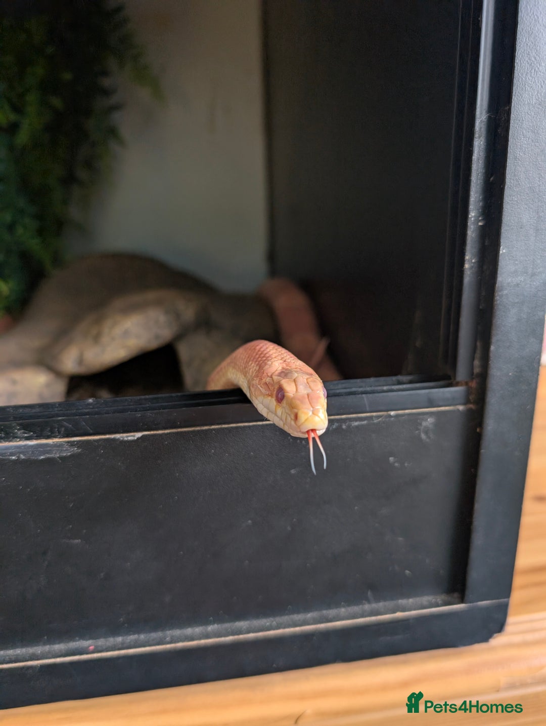 Corn Snake reptiles for sale: Adult corn snake with full set up - Image 5