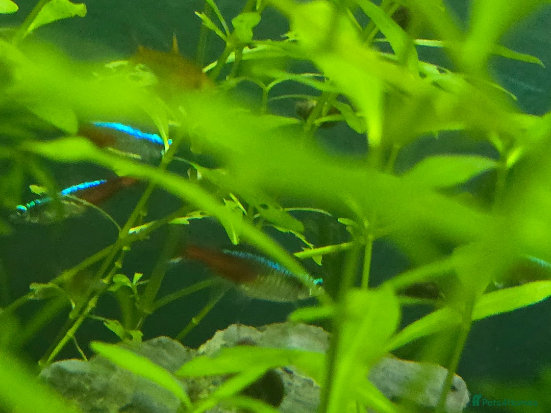 Plecos fish for sale: Golden Nugget Plec and other small fish - Advert 7