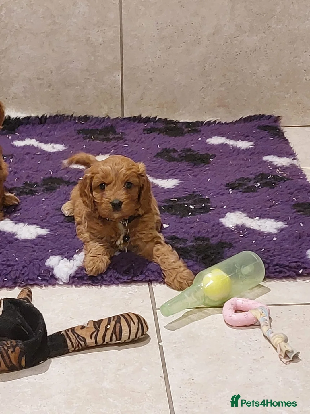 Cavapoo dogs for sale: F1 Cavapoo puppies 💝 - Advert 15