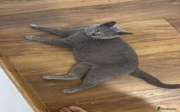 British Shorthair cats for sale: Walsall  - Image 2