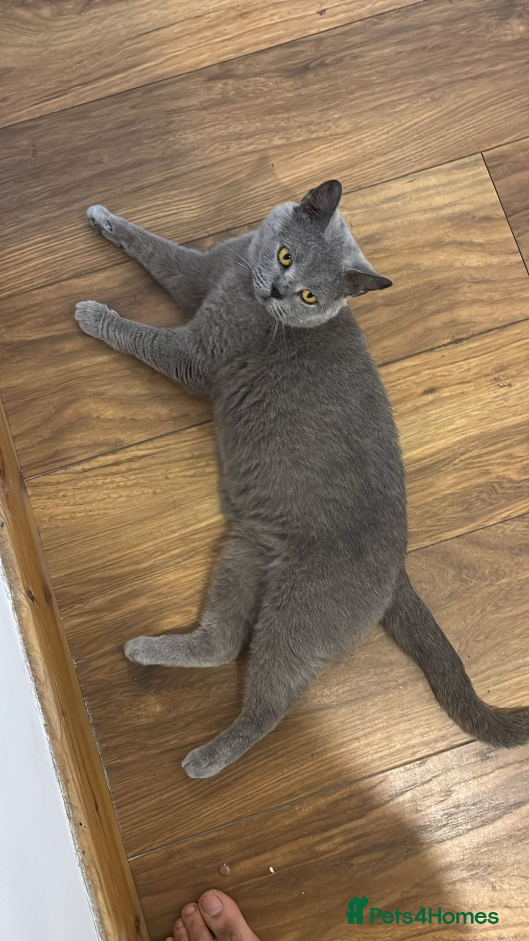 British Shorthair cats for sale: Walsall  - Image 2