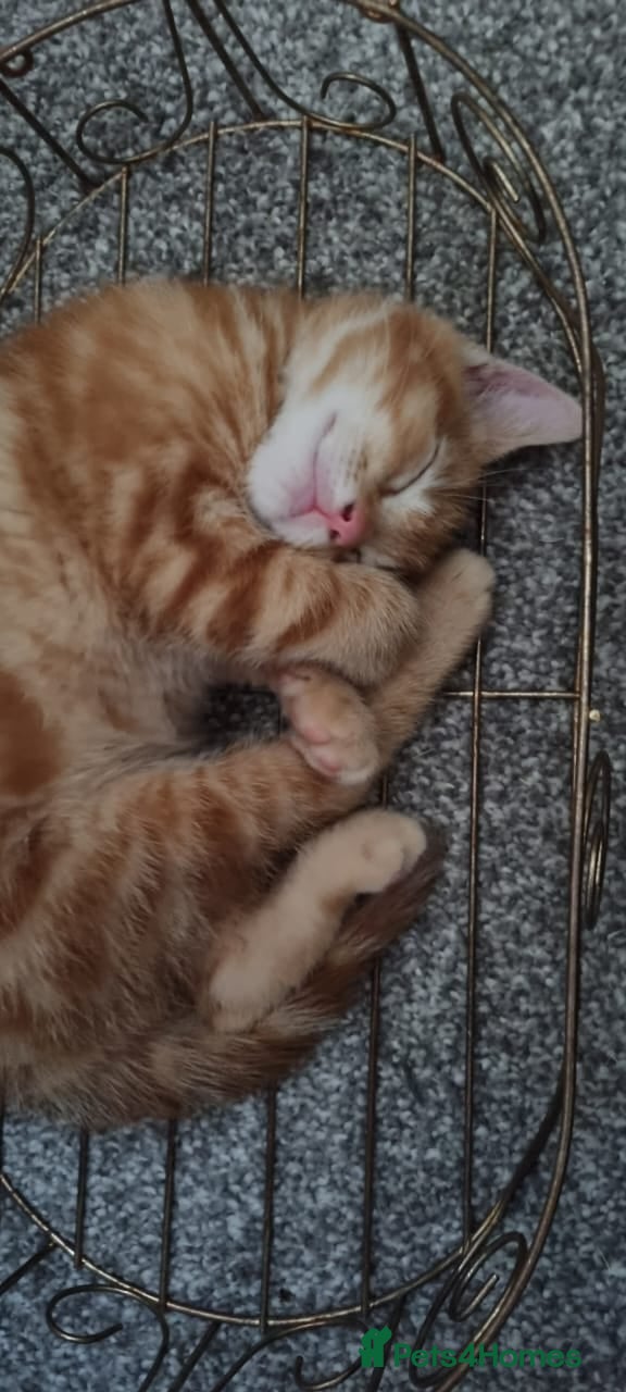 American Shorthair cats ORANGE SHORTHAIR KITTEN - Advert 18