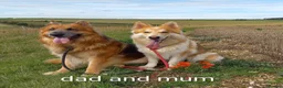 German Shepherd dogs for sale: Gorgeous German Shepherd pups for sale - Advert 5