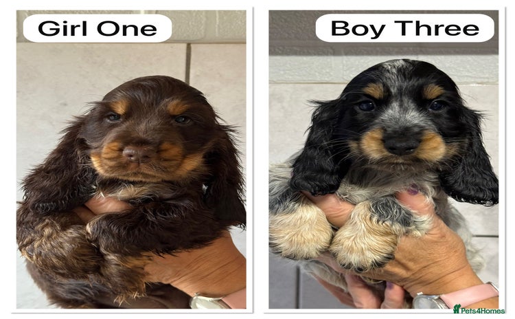 Cocker Spaniel dogs - Advert 8