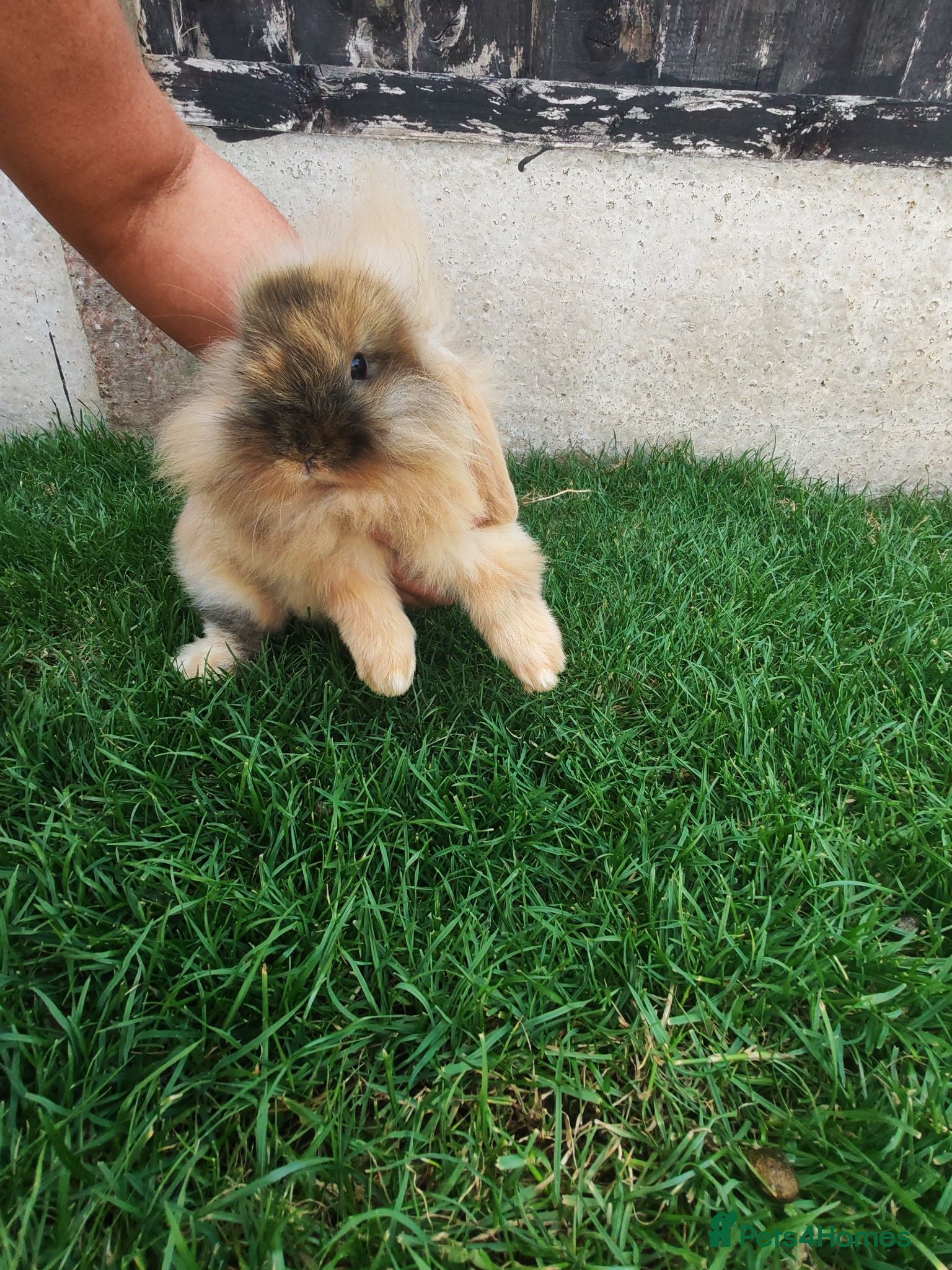 Mixed Breed rabbits Lion head and mini lop baby rabbits - Advert 13