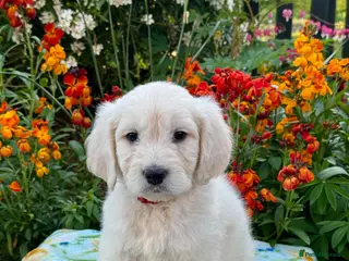 Mini Goldendoodle dogs 6 left mini Goldendoodles puppies for sale - Advert 1