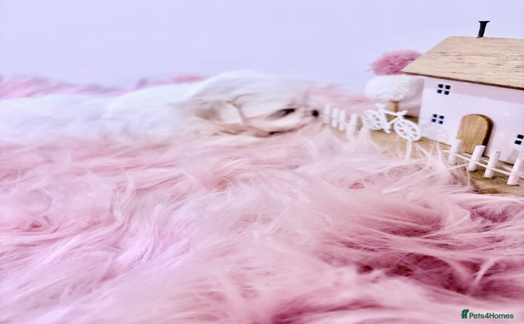 Maltese dogs 🌟🌟Full Korean Baby pups🌟🌟 - Advert 4