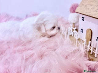 Maltese dogs 🌟🌟Full Korean Baby pups🌟🌟 - Advert 2