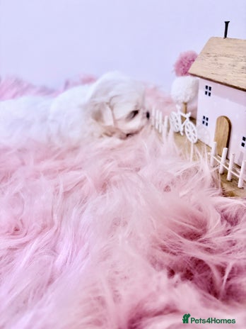 Maltese dogs 🌟🌟Full Korean Baby pups🌟🌟 - Advert 4