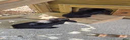 Mini Lop rabbits for sale: READY NOW - Gorgeous Mini Lop Bucks in Ashford - Advert 4