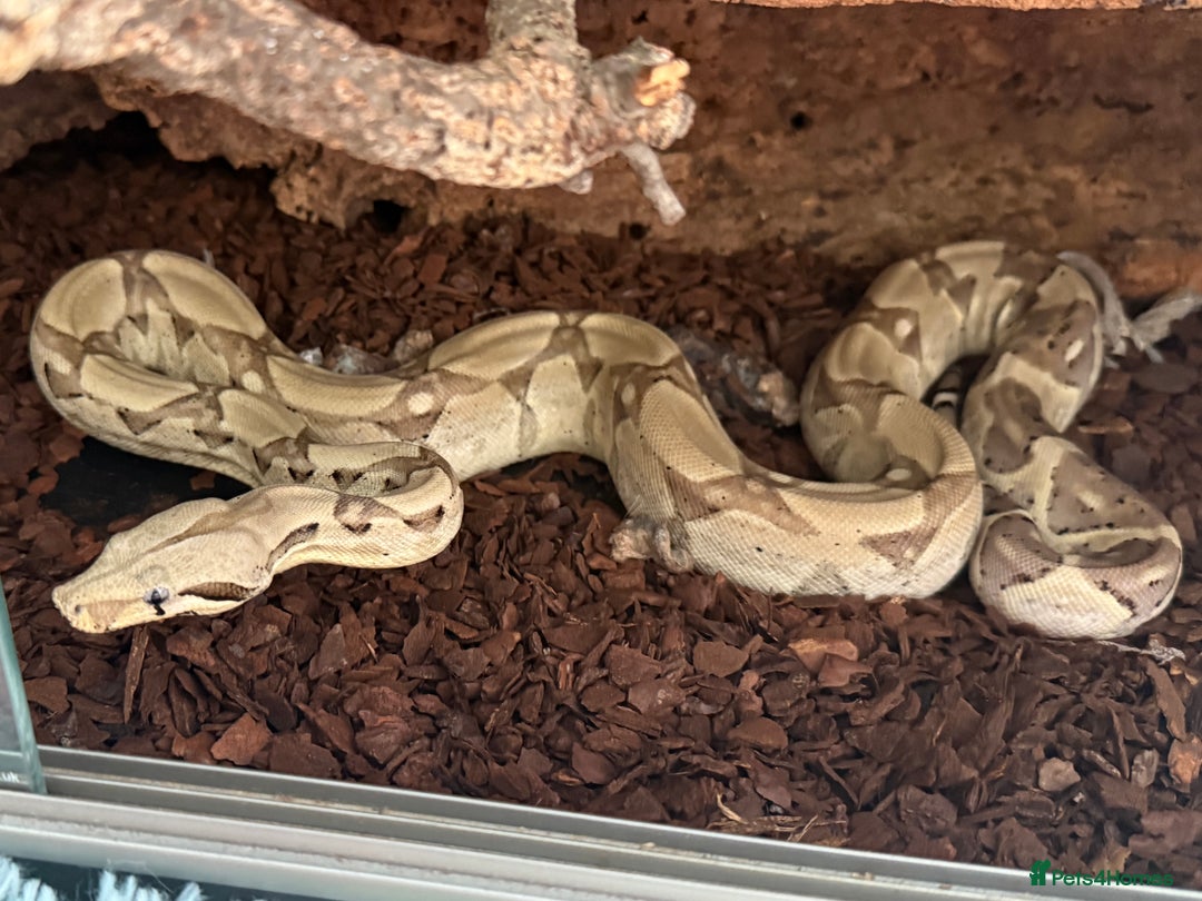 Boa Snake reptiles for sale: Two 2024 Boas with set ups.  in Sudbury - Image 2