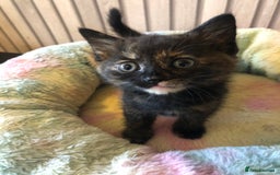 Mixed Breed cats for sale: Tabby boy  - Image 5