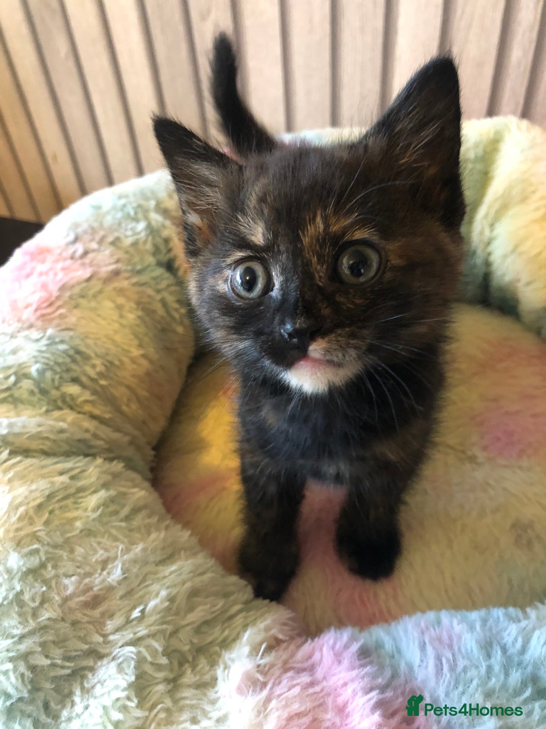 Mixed Breed cats for sale: Tabby boy  - Image 5