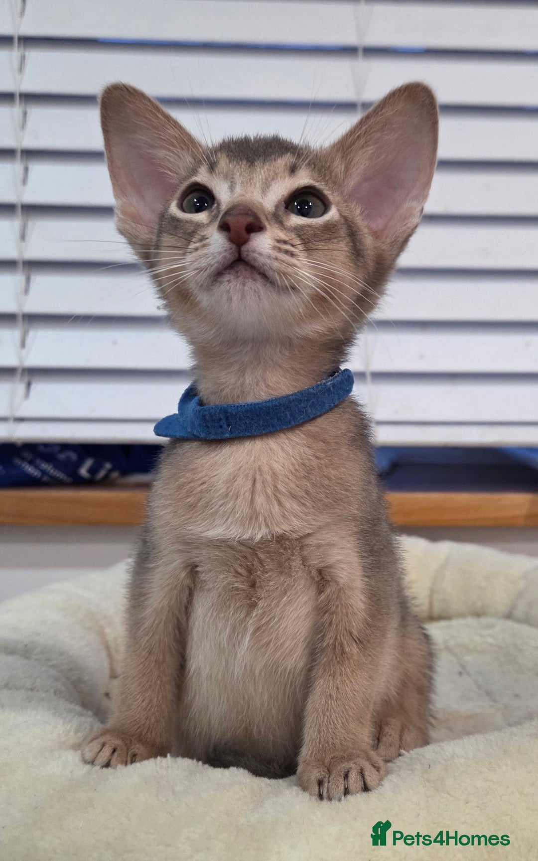 Abyssinian cats for sale: Gorgeous Tica  Abyssinian Kittens  - Advert 1