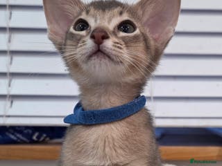 Abyssinian cats Gorgeous Tica Abyssinian Kittens - Advert 5