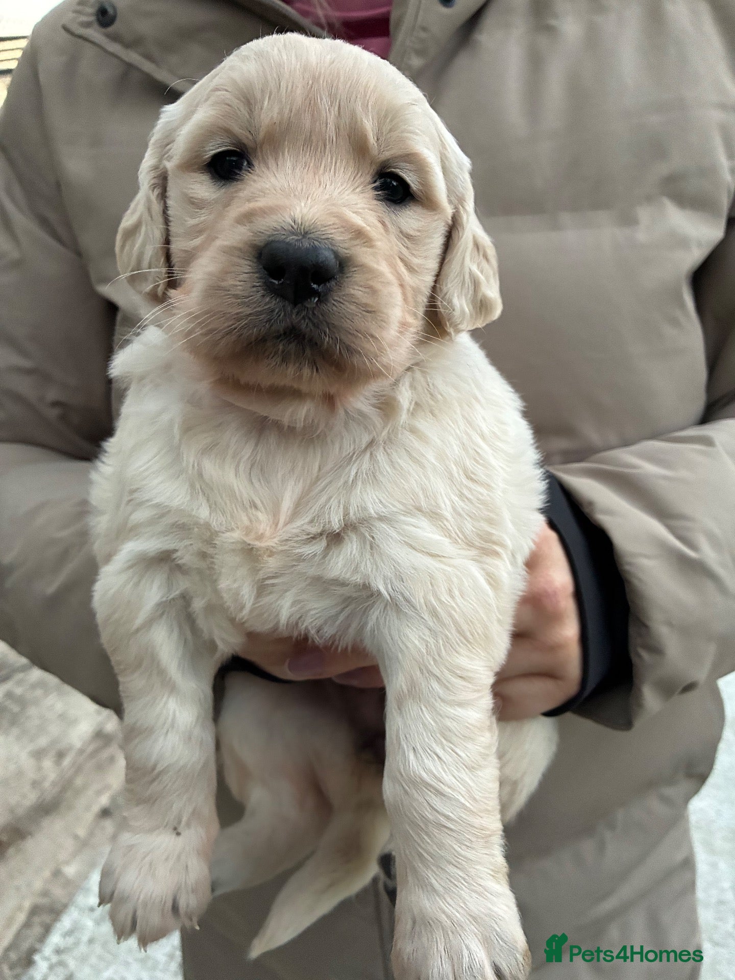 Golden Retriever dogs Pure golden retriever puppies - Advert 8