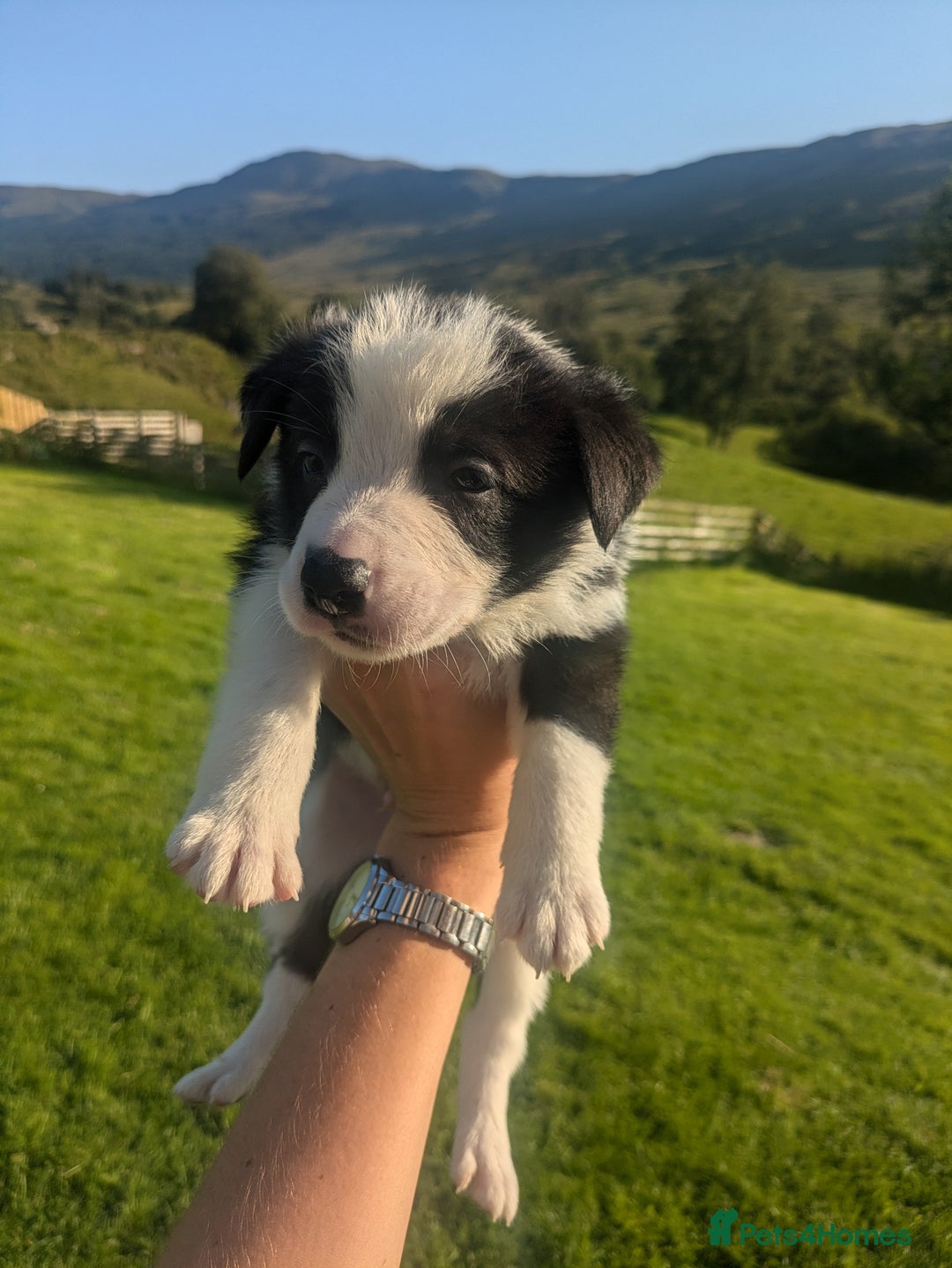 Border Collie dogs for sale: Border Collie Puppies - Image 18